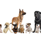 Image for article titled Hypoallergenic Dogs Are Just a Myth